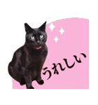くろねこ くっく（個別スタンプ：10）