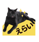くろねこ くっく（個別スタンプ：11）