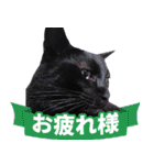 くろねこ くっく（個別スタンプ：12）