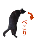 くろねこ くっく（個別スタンプ：14）