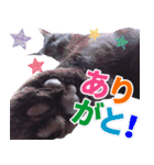 くろねこ くっく（個別スタンプ：18）