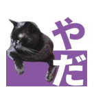 くろねこ くっく（個別スタンプ：19）