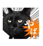 くろねこ くっく（個別スタンプ：20）