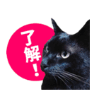 くろねこ くっく（個別スタンプ：23）