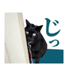 くろねこ くっく（個別スタンプ：24）