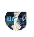 うちのカルビ（個別スタンプ：4）