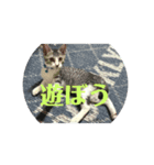 うちのカルビ（個別スタンプ：5）