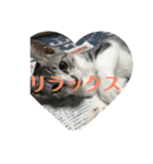 うちのカルビ（個別スタンプ：8）