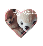 ぽめらにあん..Ron♡（個別スタンプ：1）