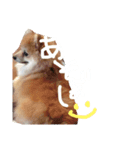 ぽめらにあん..Ron♡（個別スタンプ：2）