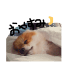 ぽめらにあん..Ron♡（個別スタンプ：4）