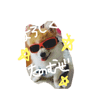 ぽめらにあん..Ron♡（個別スタンプ：5）