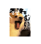 ぽめらにあん..Ron♡（個別スタンプ：7）