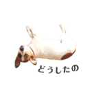 ウィッシュ☆ジャックラッセルテリア（個別スタンプ：20）