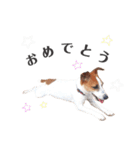 ウィッシュ☆ジャックラッセルテリア（個別スタンプ：30）