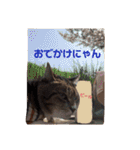 にゃんこ哲太2（個別スタンプ：5）