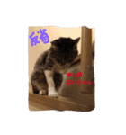 にゃんこ哲太2（個別スタンプ：9）