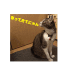 にゃんこ哲太2（個別スタンプ：10）
