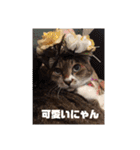 にゃんこ哲太2（個別スタンプ：13）