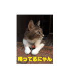 にゃんこ哲太2（個別スタンプ：14）