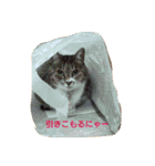 にゃんこ哲太2（個別スタンプ：19）