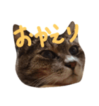 にゃんこ哲太2（個別スタンプ：24）