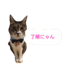 にゃんこ哲太2（個別スタンプ：25）