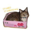 にゃんこ哲太2（個別スタンプ：30）