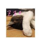 にゃんこ哲太2（個別スタンプ：33）