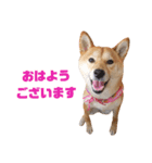 柴犬ももちゃん 写真バージョン part.5（個別スタンプ：1）