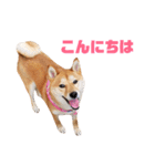 柴犬ももちゃん 写真バージョン part.5（個別スタンプ：2）