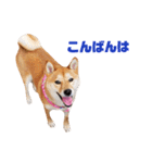 柴犬ももちゃん 写真バージョン part.5（個別スタンプ：3）