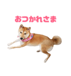 柴犬ももちゃん 写真バージョン part.5（個別スタンプ：4）