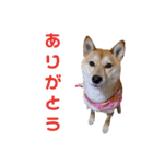 柴犬ももちゃん 写真バージョン part.5（個別スタンプ：5）
