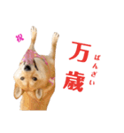 柴犬ももちゃん 写真バージョン part.5（個別スタンプ：6）