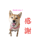 柴犬ももちゃん 写真バージョン part.5（個別スタンプ：7）