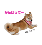 柴犬ももちゃん 写真バージョン part.5（個別スタンプ：8）