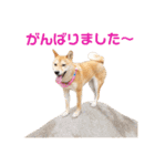 柴犬ももちゃん 写真バージョン part.5（個別スタンプ：9）