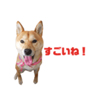 柴犬ももちゃん 写真バージョン part.5（個別スタンプ：10）