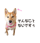 柴犬ももちゃん 写真バージョン part.5（個別スタンプ：11）