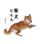柴犬ももちゃん 写真バージョン part.5（個別スタンプ：13）