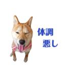柴犬ももちゃん 写真バージョン part.5（個別スタンプ：14）