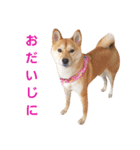 柴犬ももちゃん 写真バージョン part.5（個別スタンプ：15）