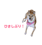 柴犬ももちゃん 写真バージョン part.5（個別スタンプ：16）