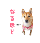 柴犬ももちゃん 写真バージョン part.5（個別スタンプ：17）