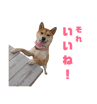 柴犬ももちゃん 写真バージョン part.5（個別スタンプ：18）