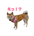柴犬ももちゃん 写真バージョン part.5（個別スタンプ：19）