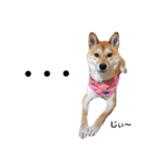 柴犬ももちゃん 写真バージョン part.5（個別スタンプ：20）