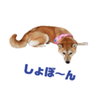 柴犬ももちゃん 写真バージョン part.5（個別スタンプ：21）