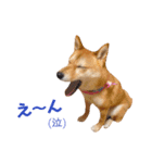 柴犬ももちゃん 写真バージョン part.5（個別スタンプ：22）